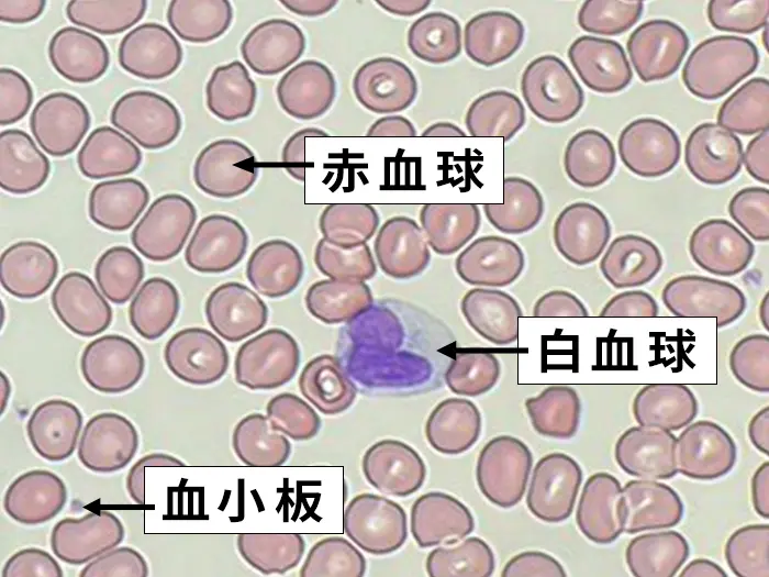 白血球・赤血球・血小板
